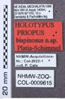 Etikett zu Melanotus suturalis (Schwarz, 1902)